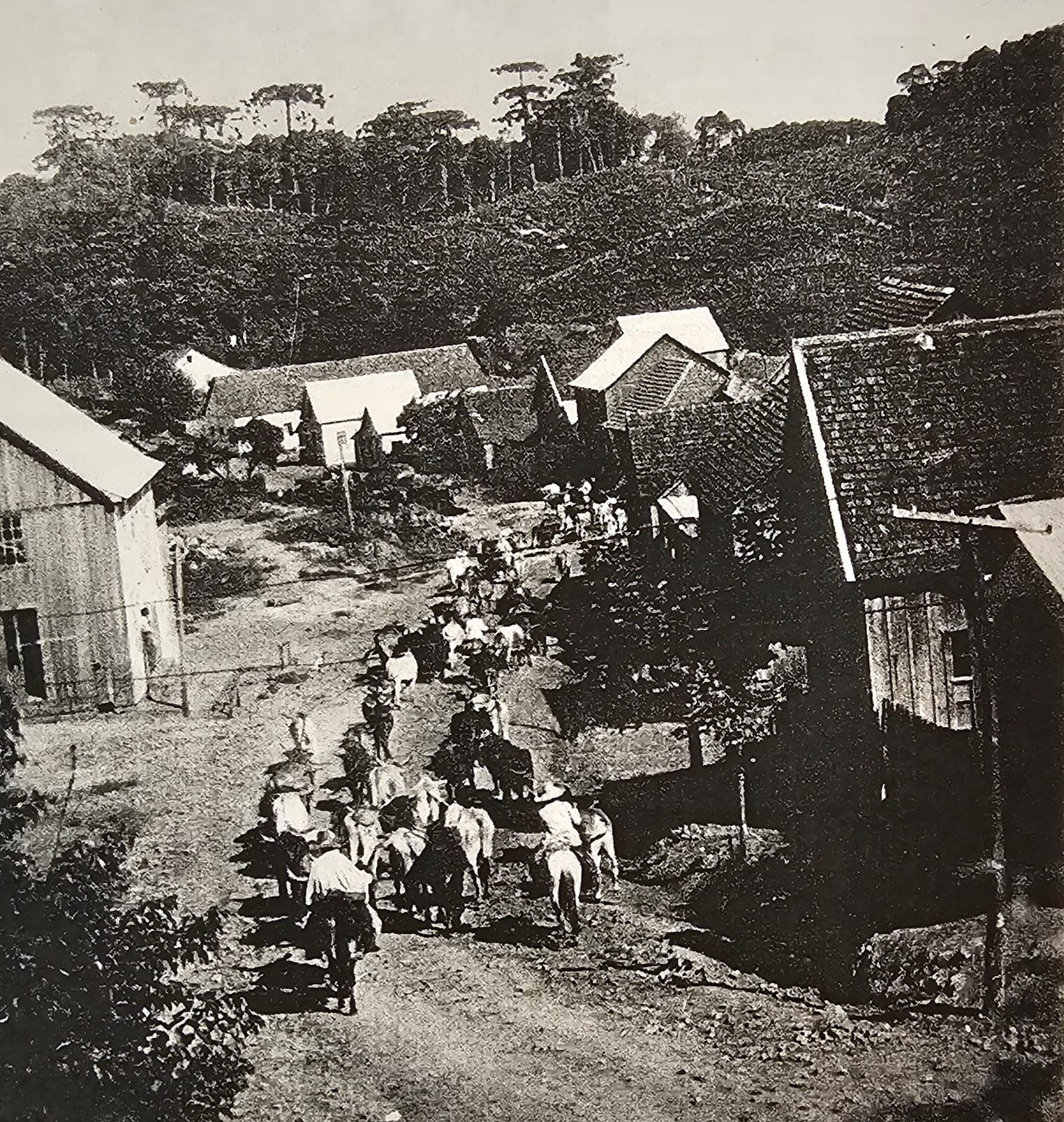 Tropa de gado passando por Ana Rech em 1930, Fonte: Livro História de Ana Rech, pg35. Fotografo não Identificado. Exemplo de da conexão dos tropeiros dos Campos de cima da Serra com Ana Rech